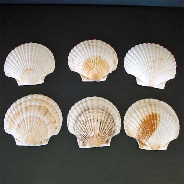 Box 10 Mid Century French Baking Scallop Shells #4